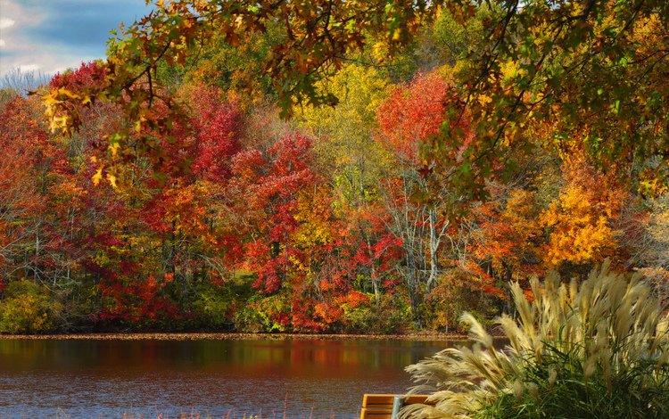деревья, листья, парк, осень, пруд, скамья, trees, leaves, park, autumn, pond, bench