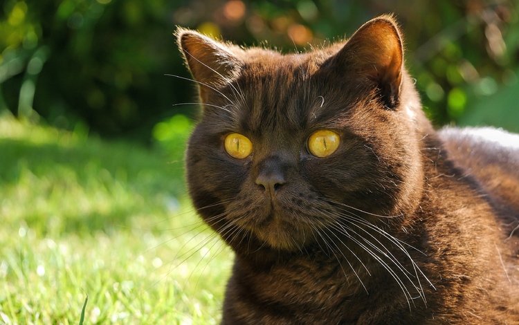 глаза, морда, кот, усы, кошка, взгляд, черный кот, eyes, face, cat, mustache, look, black cat