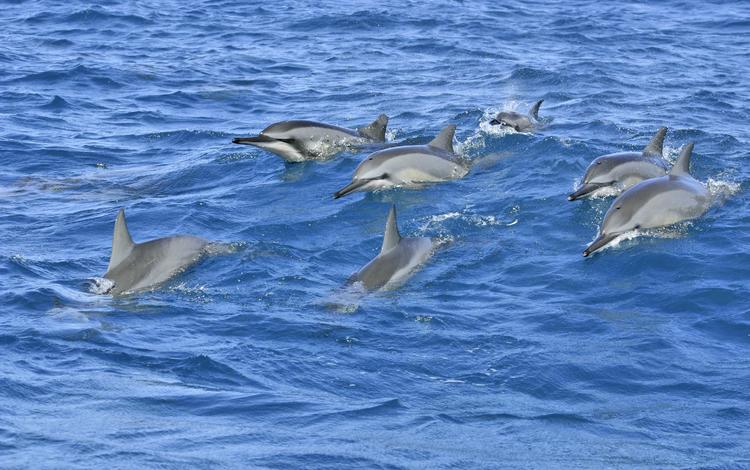 волны, море, дельфины, wave, sea, dolphins