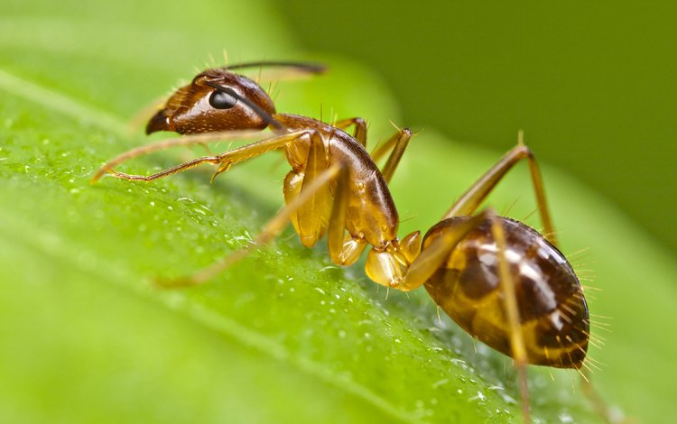 макро, насекомое, лист, муравей, macro, insect, sheet, ant