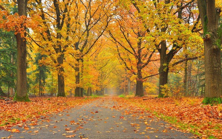 дорога, деревья, пейзаж, парк, осень, осенние листья, road, trees, landscape, park, autumn, autumn leaves