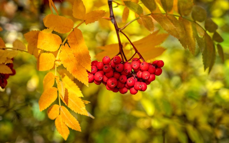 ветка, листья, краски, осень, ягоды, рябина, branch, leaves, paint, autumn, berries, rowan