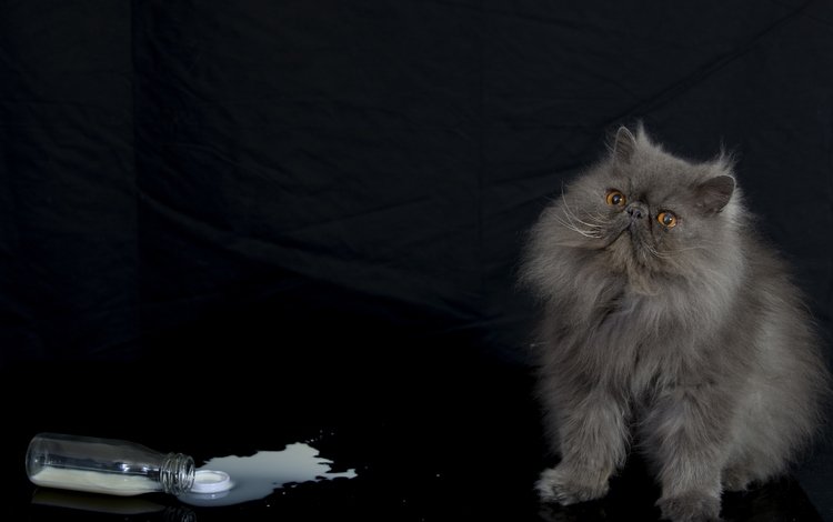кот, пушистый, бутылка, молоко, персидская кошка, cat, fluffy, bottle, milk, persian cat