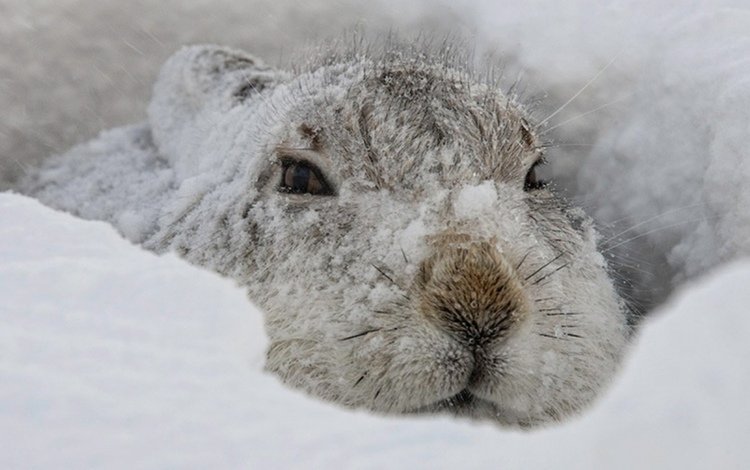 снег, зима, мордочка, взгляд, заяц, заец, snow, winter, muzzle, look, hare, zayats