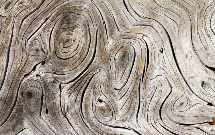 полосы, дерево, серая, древесина, дерева, с серыми, streaks, strip, tree, grey, wood, gray