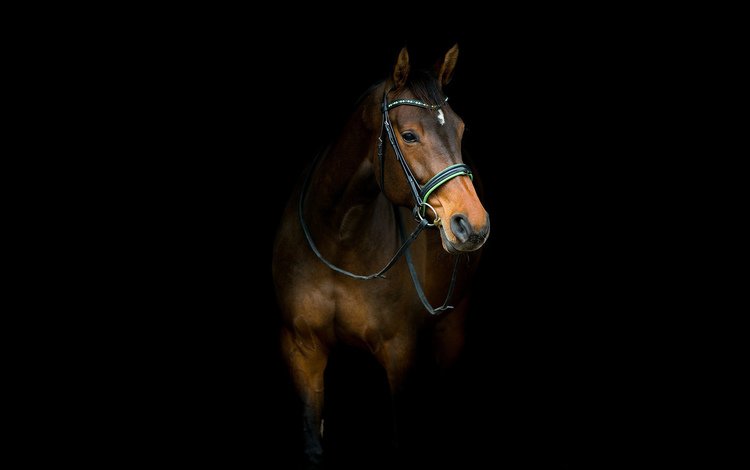 лошадь, фон, черный фон, конь, horse, background, black background