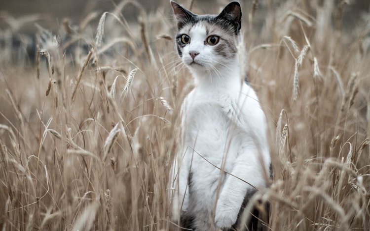 кот, поле, кошка, колосья, стойка, cat, field, ears, stand