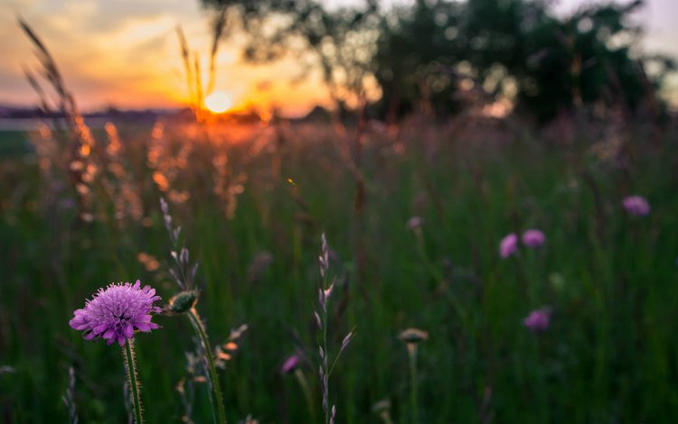 цветы, трава, вечер, солнце, закат, поле, сиреневые, flowers, grass, the evening, the sun, sunset, field, lilac