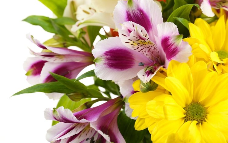 цветы, букет, хризантемы, альстромерия, flowers, bouquet, chrysanthemum, alstroemeria