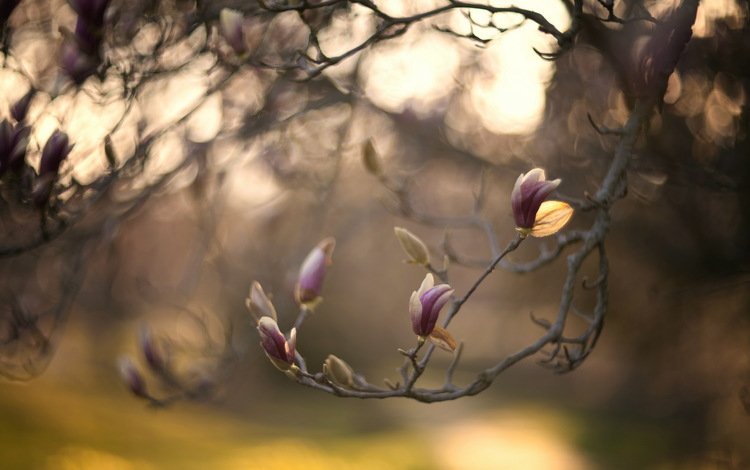 природа, дерево, цветение, ветки, весна, боке, магнолия, nature, tree, flowering, branches, spring, bokeh, magnolia