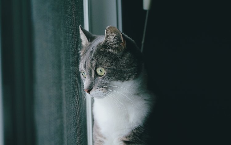 кот, шерсть, серый, cat, wool, grey