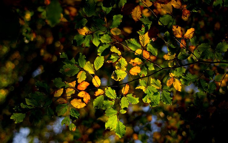 свет, дерево, лес, листья, ветки, осень, light, tree, forest, leaves, branches, autumn