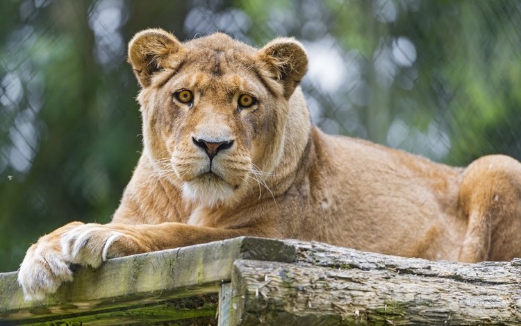 кошка, взгляд, львица, ©tambako the jaguar, cat, look, lioness
