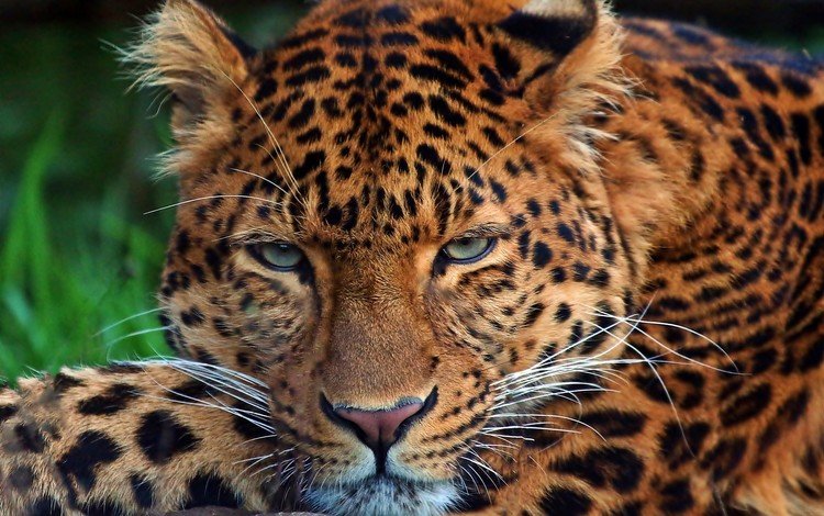 леопард, хищник, дикая кошка, leopard, predator, wild cat