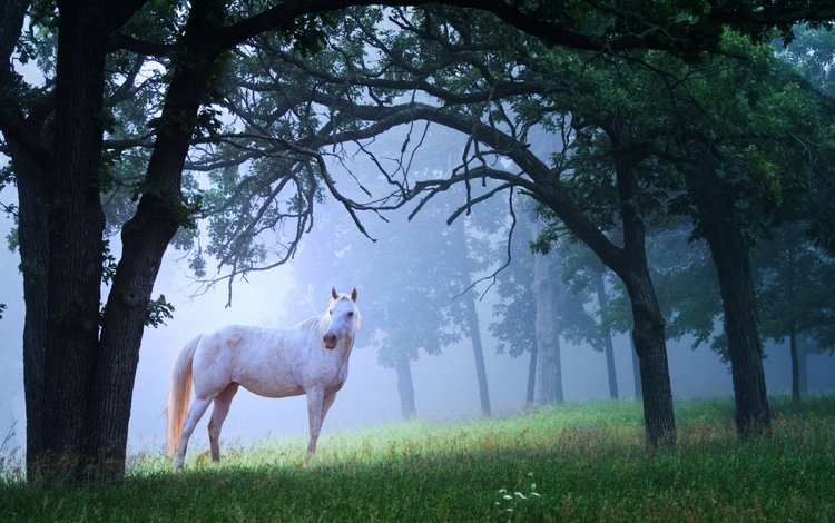 лошадь, поляна, трава, конь, деревья, лес, утро, туман, белый, красота, horse, glade, grass, trees, forest, morning, fog, white, beauty