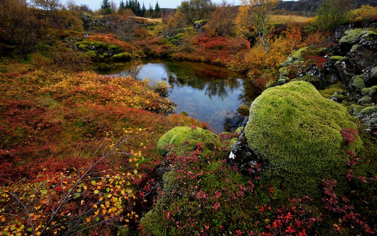 деревья, озеро, камни, мох, исландия, national park thingvellir, trees, lake, stones, moss, iceland