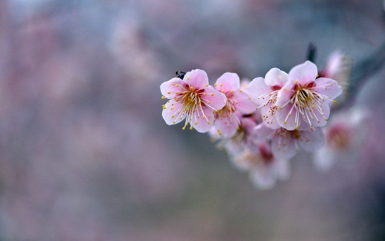 цветы, ветка, фон, розовые, сакура, flowers, branch, background, pink, sakura