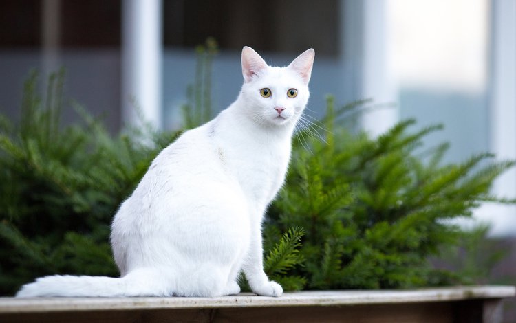 морда, фон, усы, кошка, взгляд, белая, face, background, mustache, cat, look, white