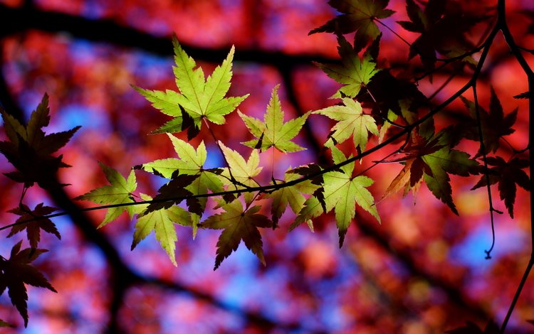 природа, листья, макро, осень, тени, веточки, nature, leaves, macro, autumn, shadows, twigs