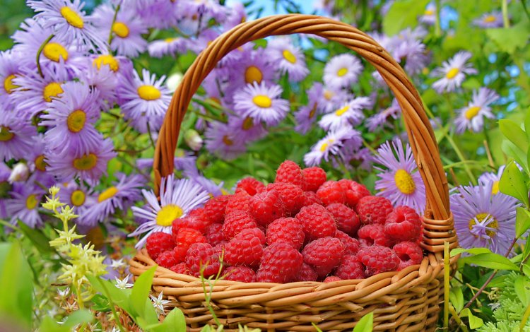 цветы, природа, малина, лето, ягода, корзина, flowers, nature, raspberry, summer, berry, basket