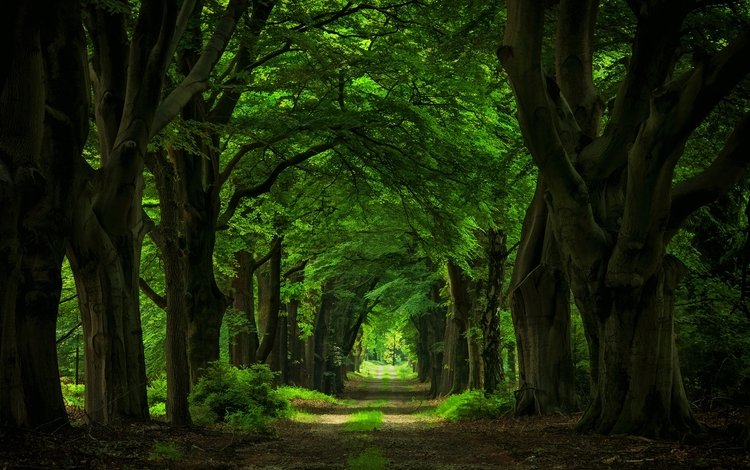 дорога, деревья, природа, лес, стволы, арка, аллея, гиганты, road, trees, nature, forest, trunks, arch, alley, giants