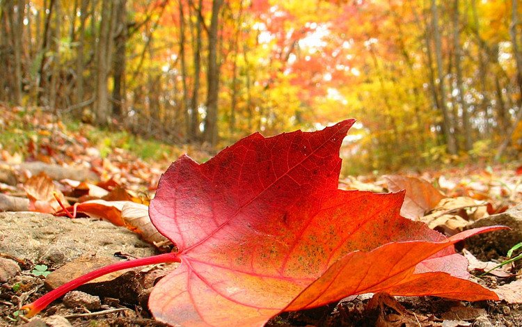 деревья, природа, лес, осень, лист, trees, nature, forest, autumn, sheet