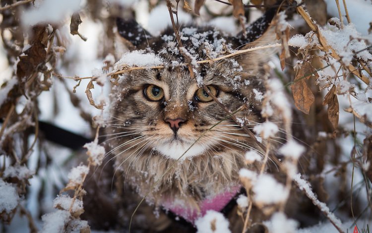 снег, зима, кот, кошка, взгляд, мейн-кун, snow, winter, cat, look, maine coon