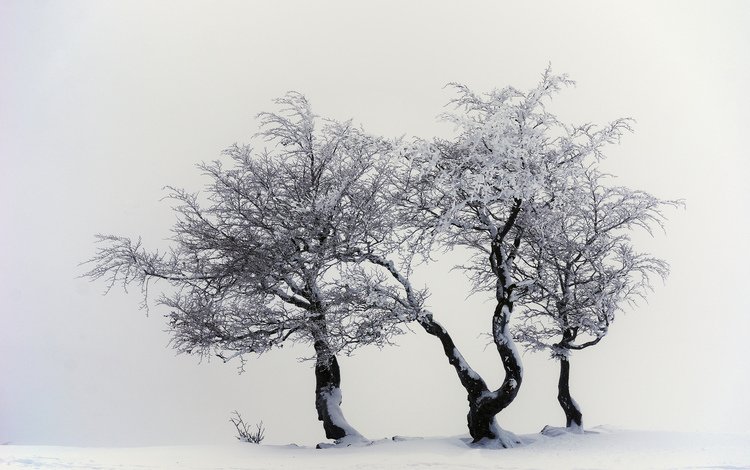 деревья, снег, природа, зима, trees, snow, nature, winter