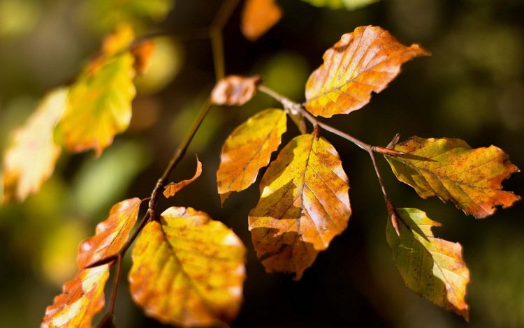 природа, листья, осень, nature, leaves, autumn