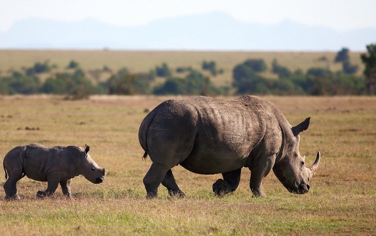 животное, follow me, square-lipped rhinoceros, white rhinoceros, носороги, белый носорог, animal, rhinos, white rhino
