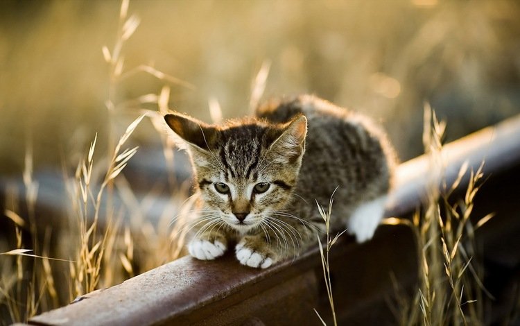 трава, рельсы, фон, кот, кошка, взгляд, котенок, колоски, grass, rails, background, cat, look, kitty, spikelets