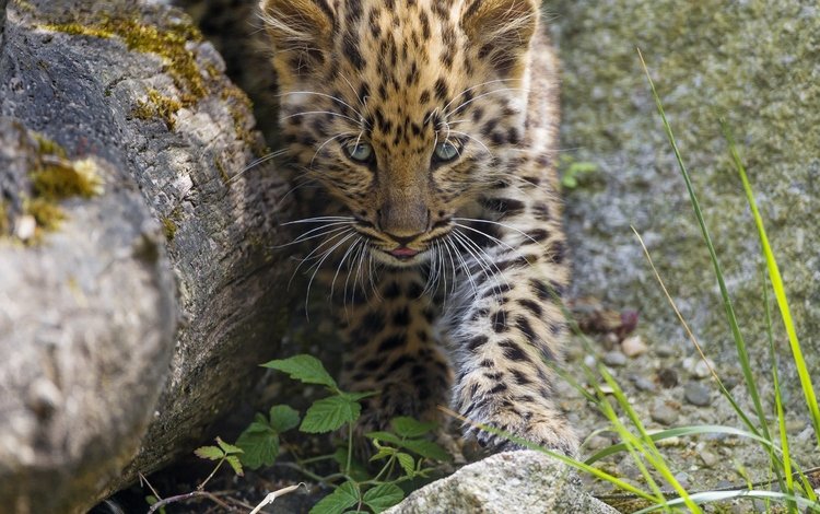 трава, камни, кошка, котенок, леопард, детеныш, амурский, ©tambako the jaguar, grass, stones, cat, kitty, leopard, cub, amur