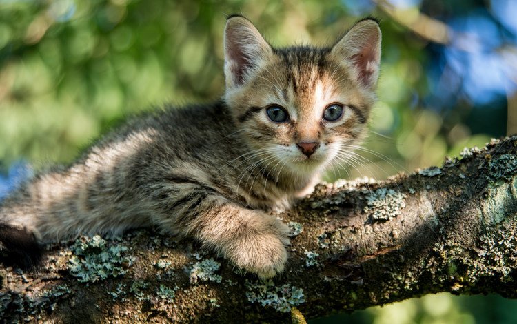 глаза, дерево, кошка, взгляд, котенок, eyes, tree, cat, look, kitty
