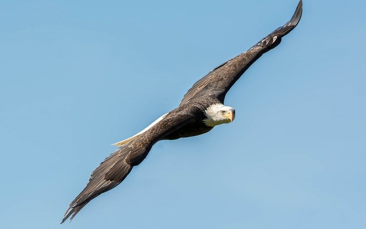 небо, полет, крылья, высота, хищник, птица, свобода, белоголовый орлан, the sky, flight, wings, height, predator, bird, freedom, bald eagle