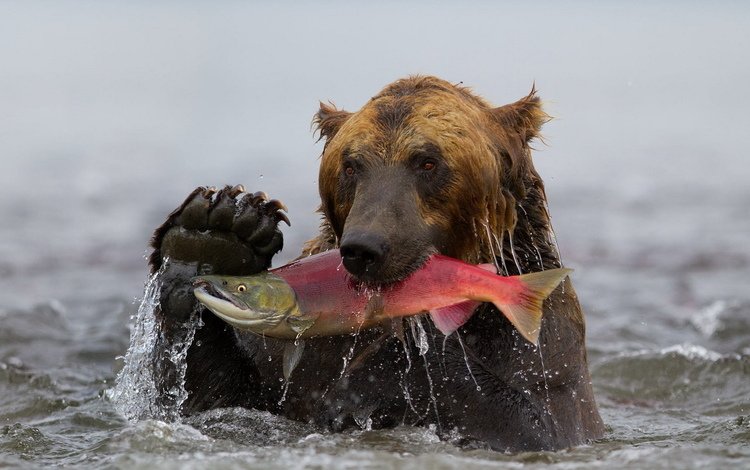 вода, медведь, камчатка, рыба, гризли, улов, нерка, water, bear, kamchatka, fish, grizzly, catch, sockeye