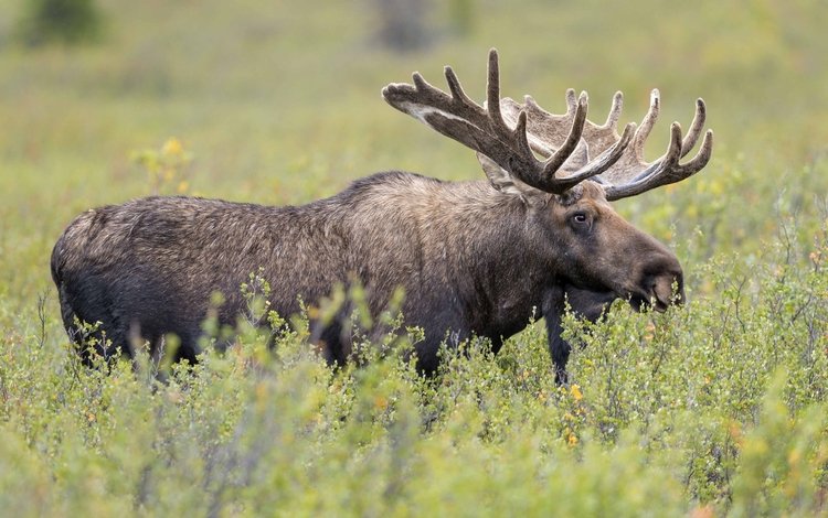трава, рога, лось, сохатый, grass, horns, moose, elk