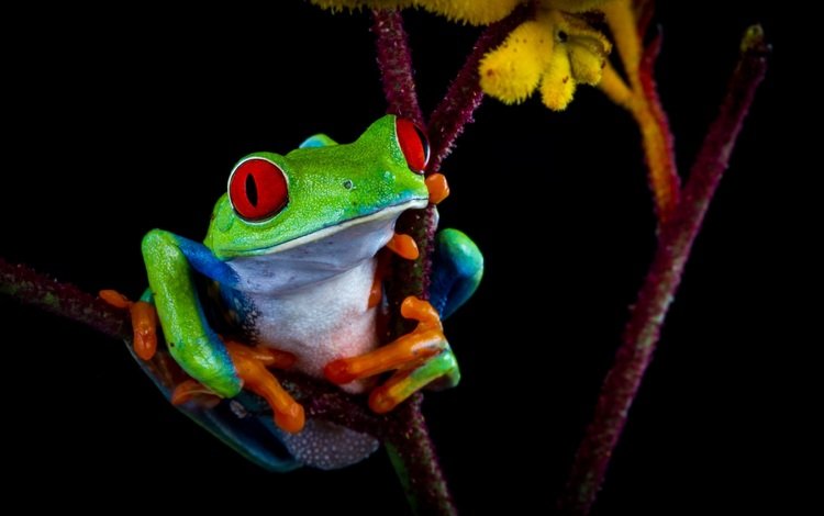 цвет, лягушка, темный фон, контраст, color, frog, the dark background, contrast