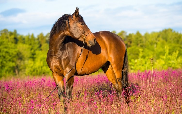 цветы, лошадь, лес, поле, лето, конь, красочно, коричневый, солнечно, sunny, flowers, horse, forest, field, summer, colorful, brown
