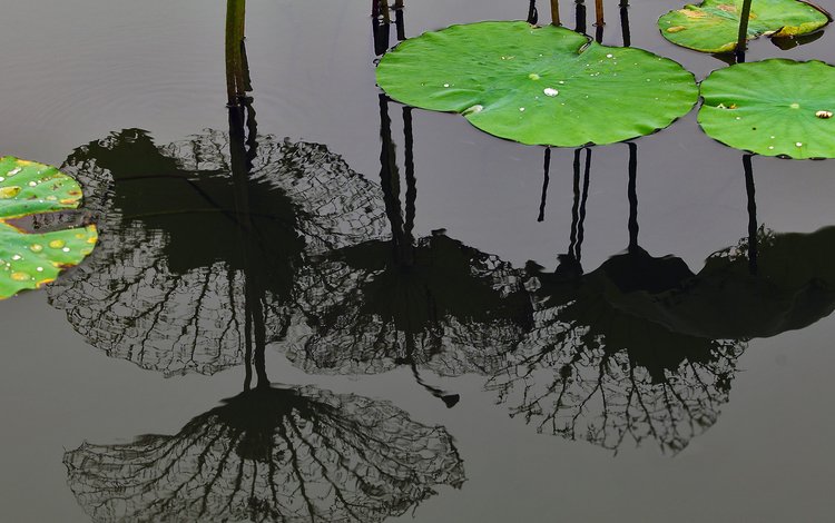 вода, листья, отражение, шанхай, китай, лотос, листья лотоса, water, leaves, reflection, shanghai, china, lotus, lotus leaf