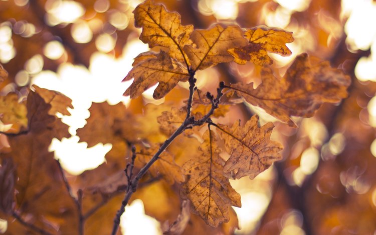 желтый, листья, ветки, осень, yellow, leaves, branches, autumn