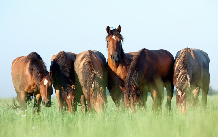 небо, трава, лето, лошади, кони, коричневые, пасутся, шесть, the sky, grass, summer, horse, horses, brown, grazing, six