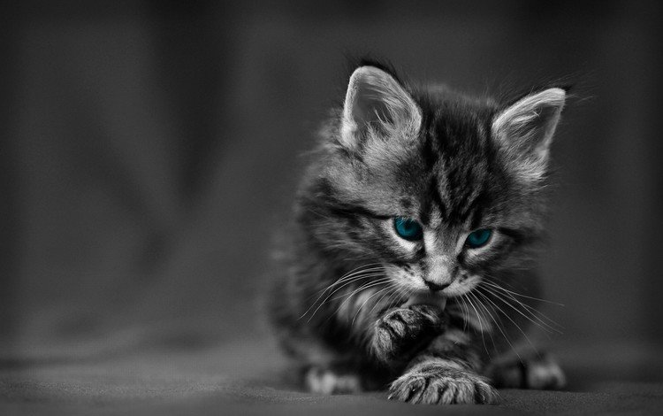 кошка, котенок, пушистый, голубые глазки, cat, kitty, fluffy, blue eyes