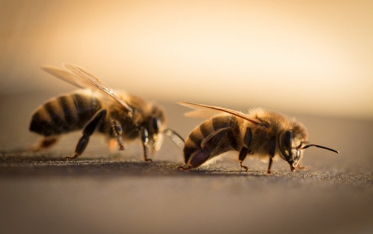 природа, макро, крылья, насекомые, пчелы, усики, лапки, nature, macro, wings, insects, bees, antennae, legs