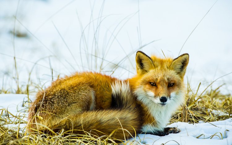 снег, зима, мордочка, взгляд, лиса, лисица, сухая трава, snow, winter, muzzle, look, fox, dry grass