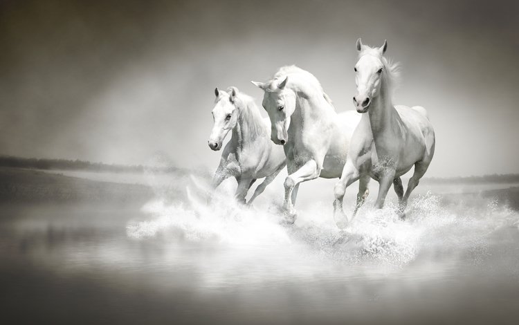 река, туман, поле, белые, лошади, кони, три, тройка, скачут, jump, river, fog, field, white, horse, horses, three
