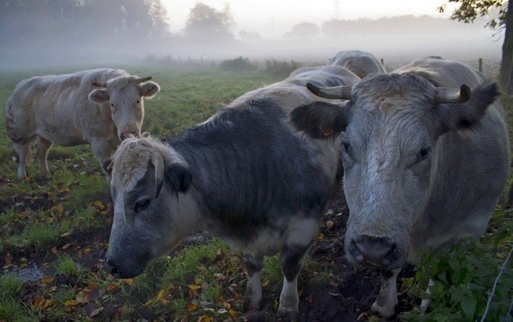 утро, туман, коровы, morning, fog, cows