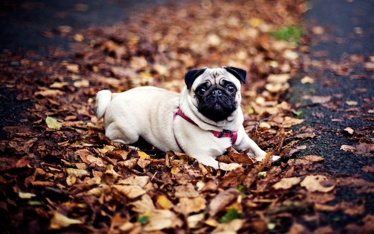 осень, собака, мопс, осенние листья, autumn, dog, pug, autumn leaves