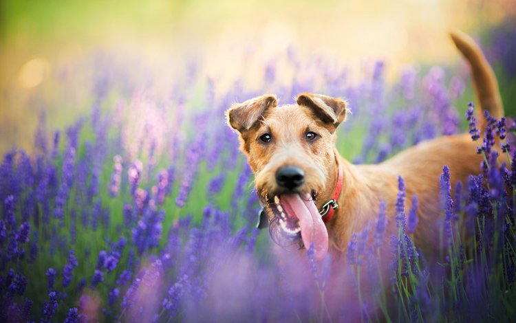 цветы, природа, поле, лаванда, собака, пес, flowers, nature, field, lavender, dog