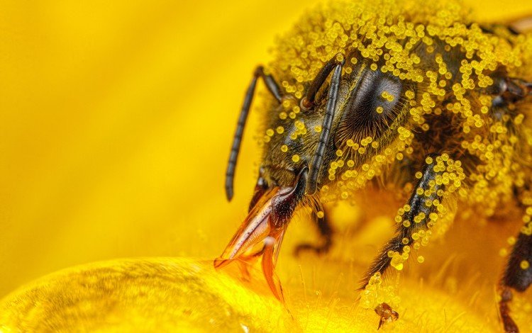 макро, насекомое, пчелы, пчела, пыльца, hymenoptera, macro, insect, bees, bee, pollen