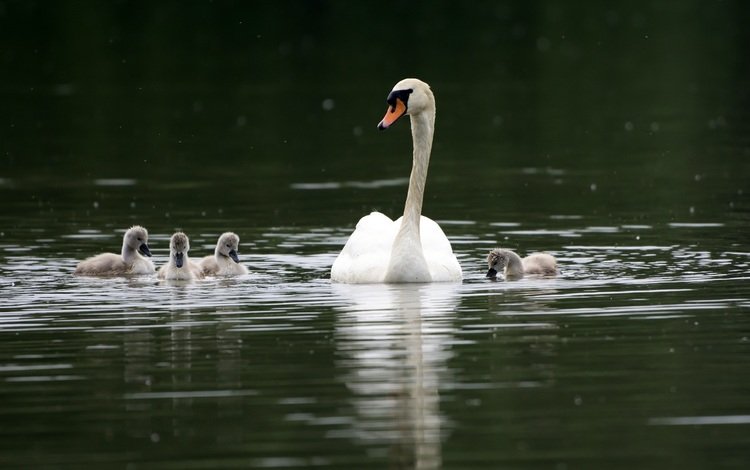 водоем, птицы, семья, лебеди, лебедь, лебедята, pond, birds, family, swans, swan, the lebeda